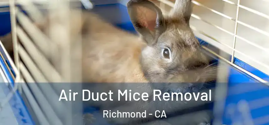  Air Duct Mice Removal Richmond - CA